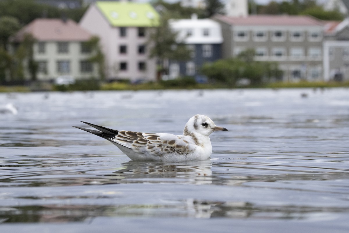 Black-headed Gull - ML641409527