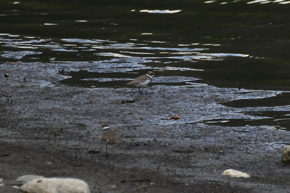 Semipalmated Plover - ML641409528