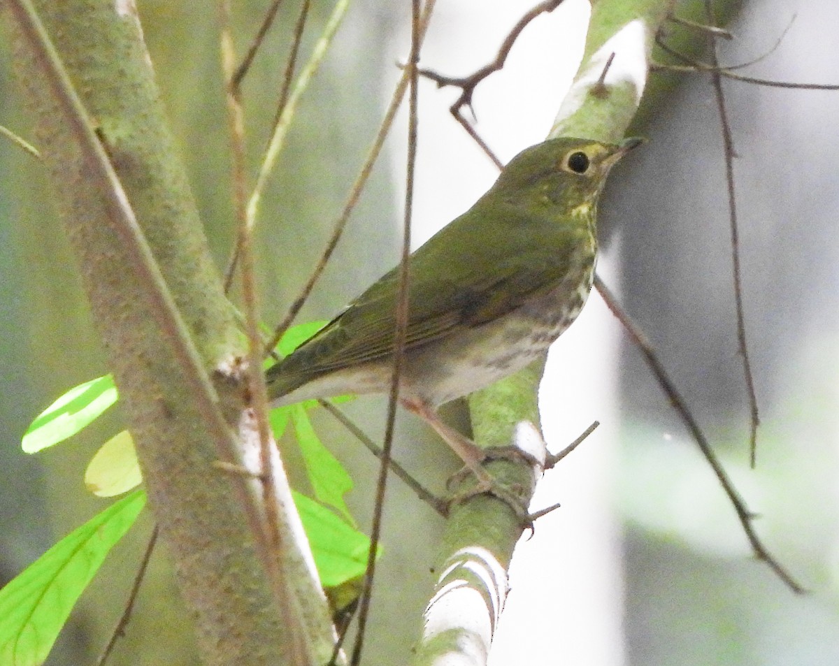 Swainson's Thrush - ML641409529