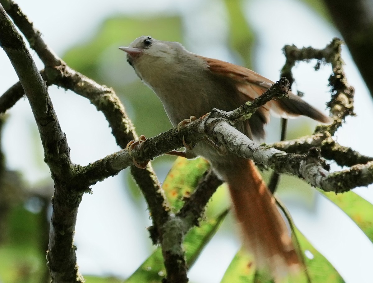 Gray-headed Spinetail - ML641409530