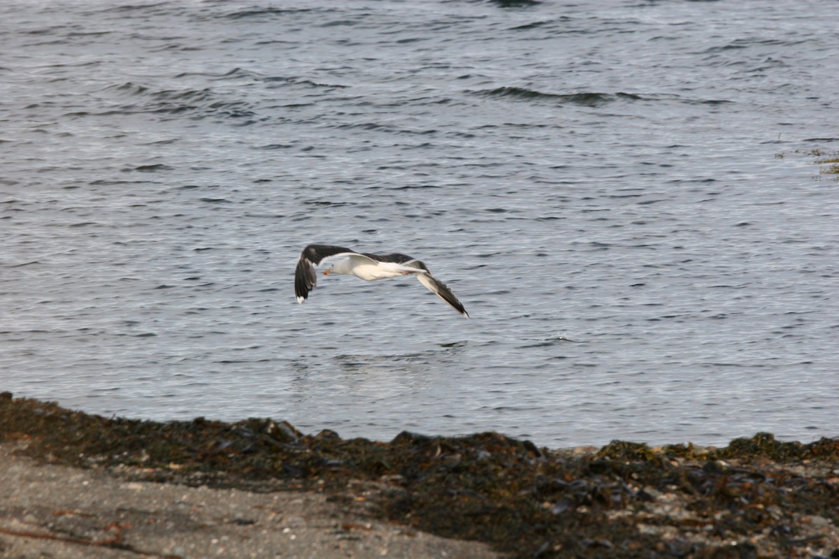 Great Black-backed Gull - ML641409531
