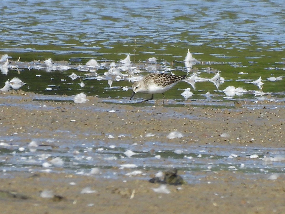Semipalmated Sandpiper - ML641409533