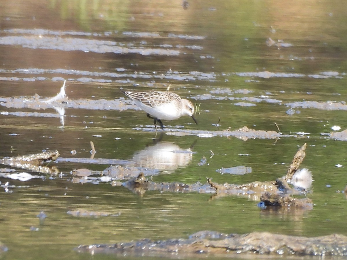 Semipalmated Sandpiper - ML641409534
