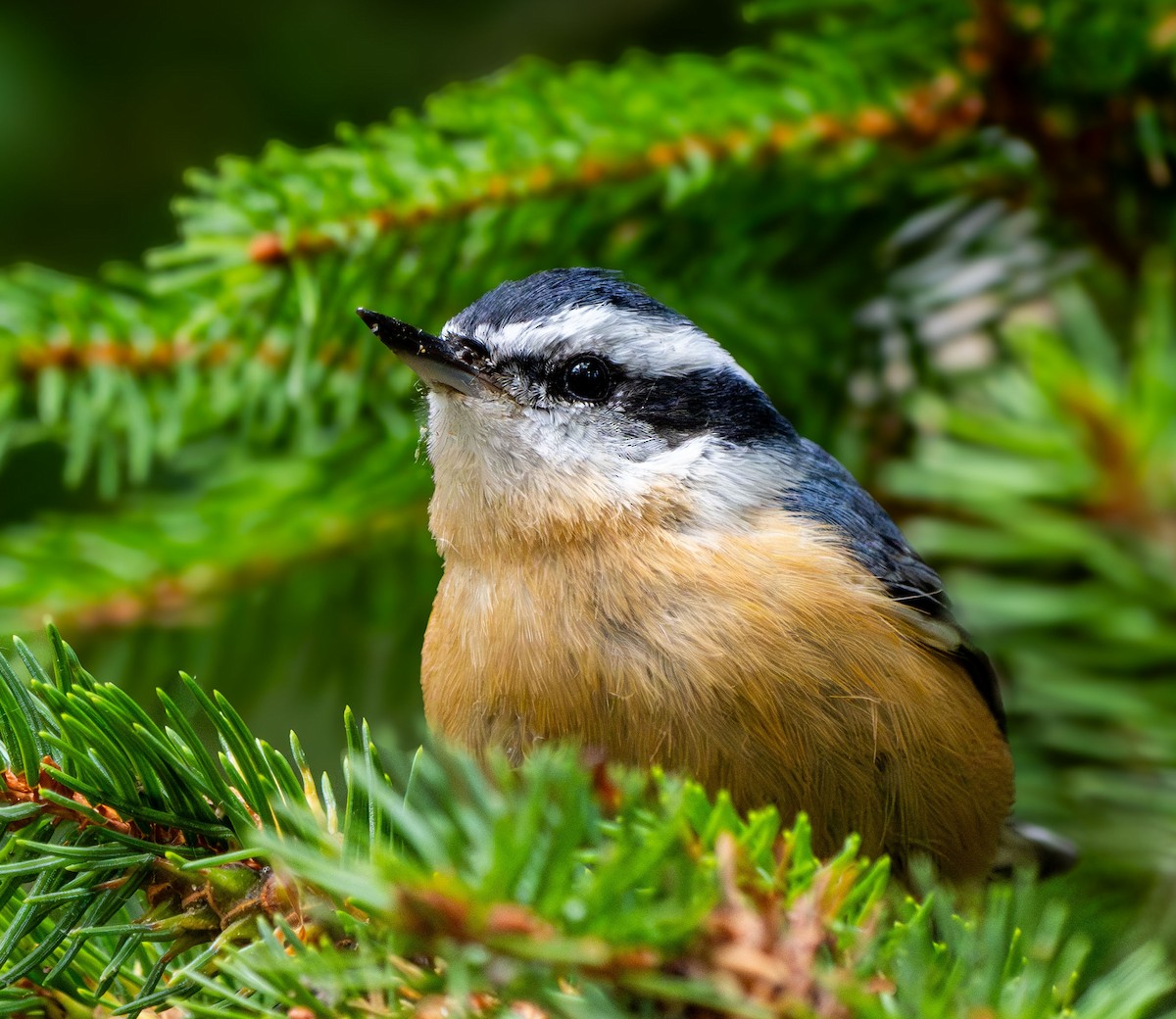 Red-breasted Nuthatch - ML641409536