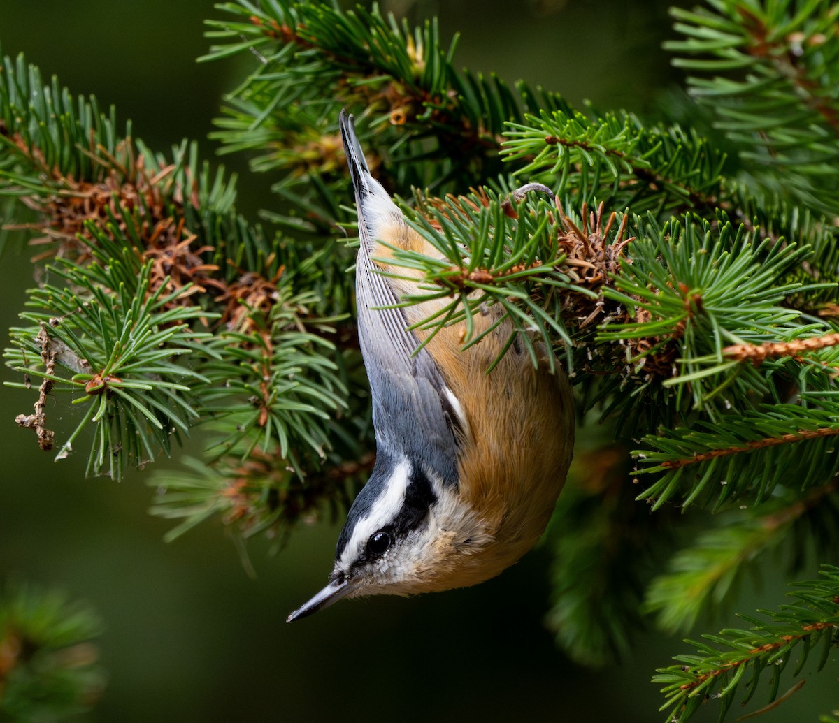 Red-breasted Nuthatch - ML641409537