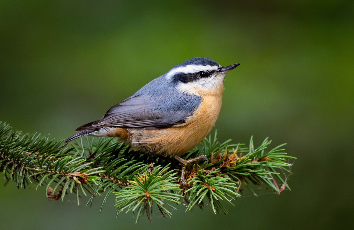 Red-breasted Nuthatch - ML641409538