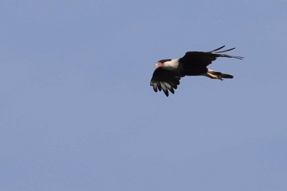 Crested Caracara - ML641409539