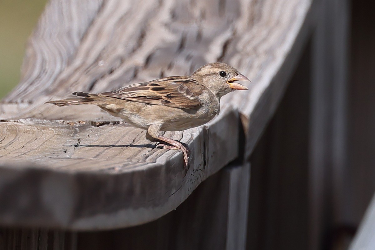 House Sparrow - ML641409545