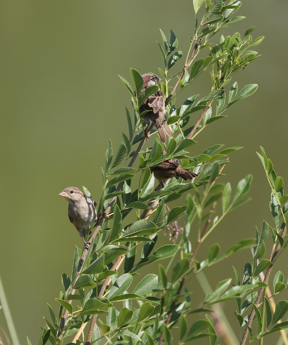 House Sparrow - ML641409546