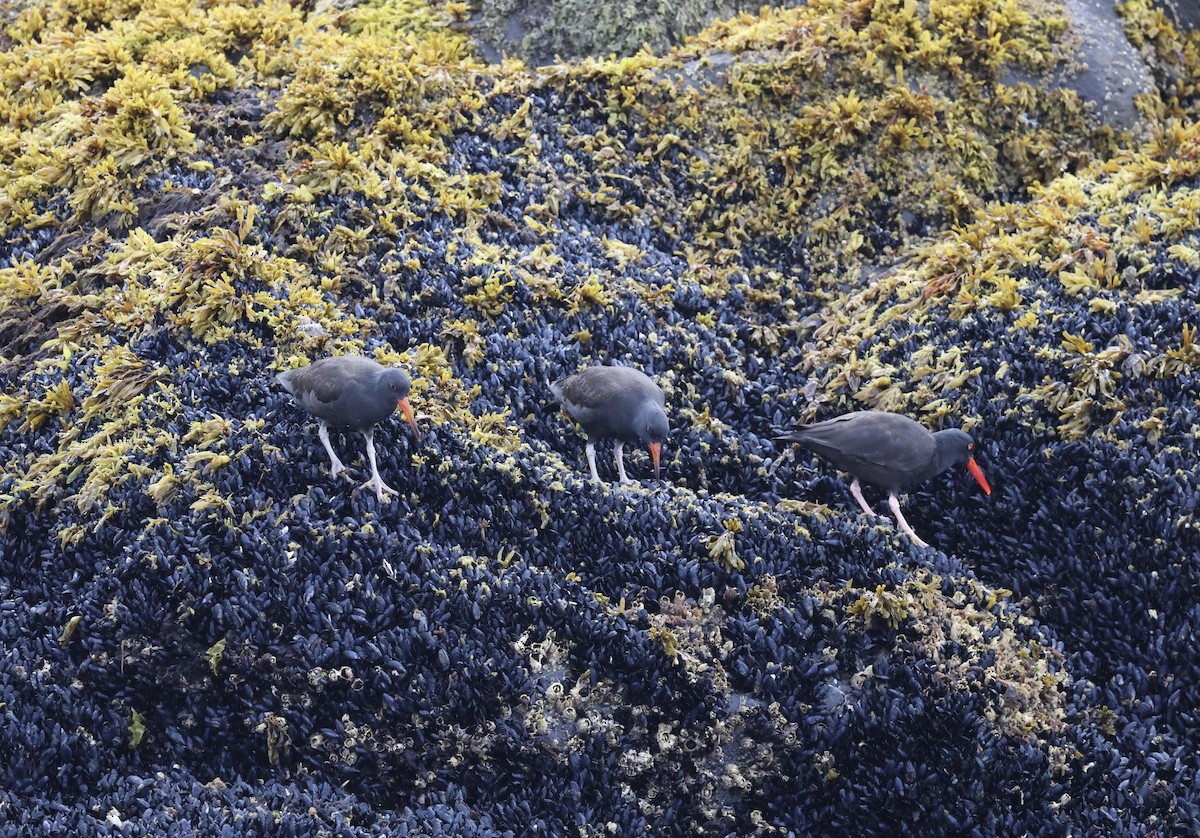 Black Oystercatcher - ML641409551