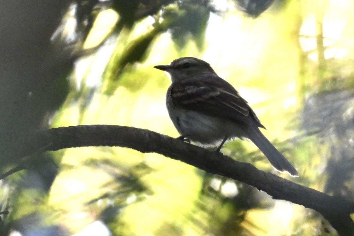 Fuscous Flycatcher - ML641409557