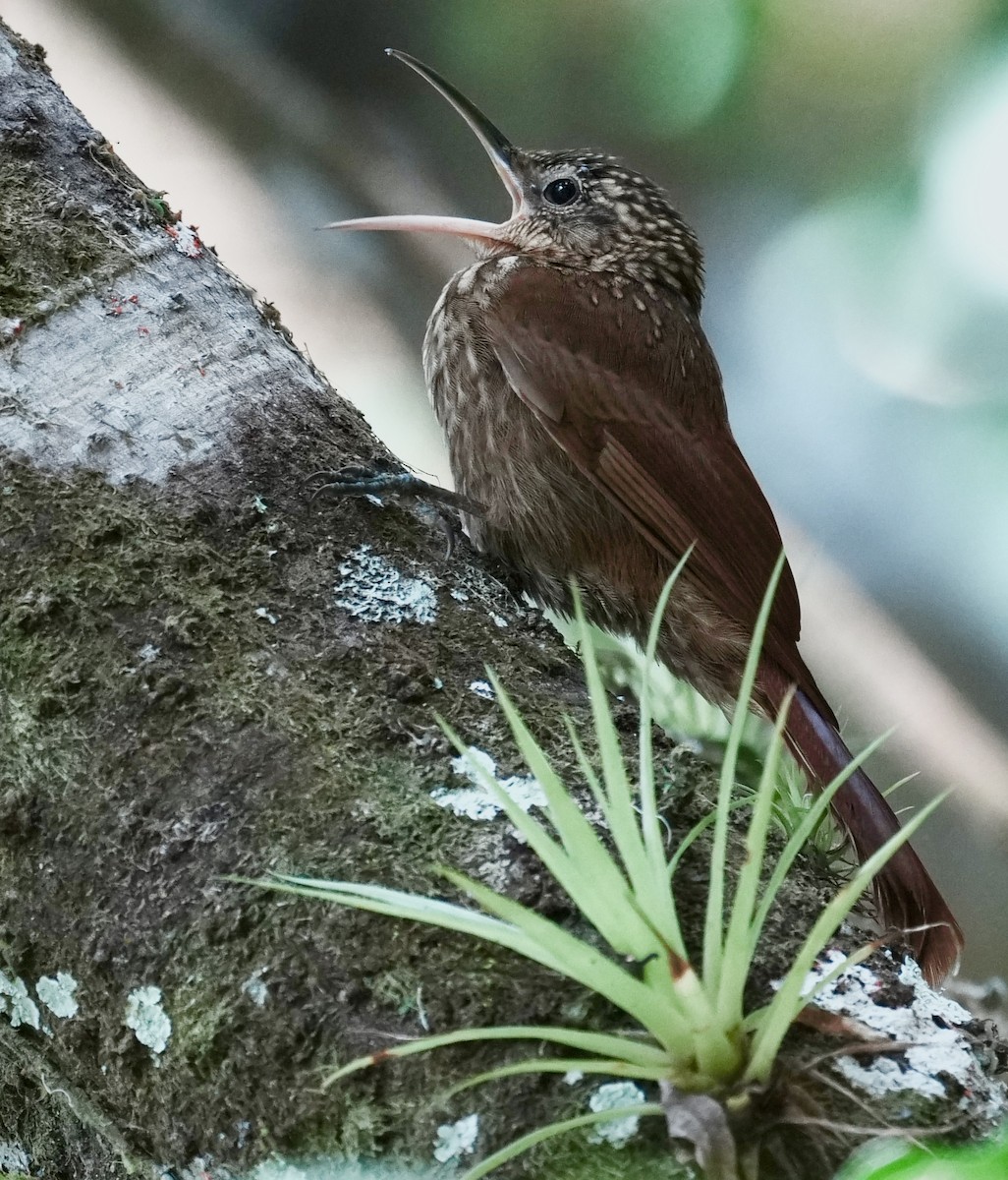 Ceara Woodcreeper - ML641409560
