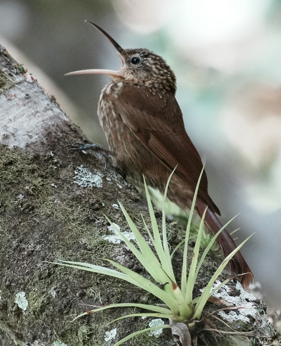 Ceara Woodcreeper - ML641409561