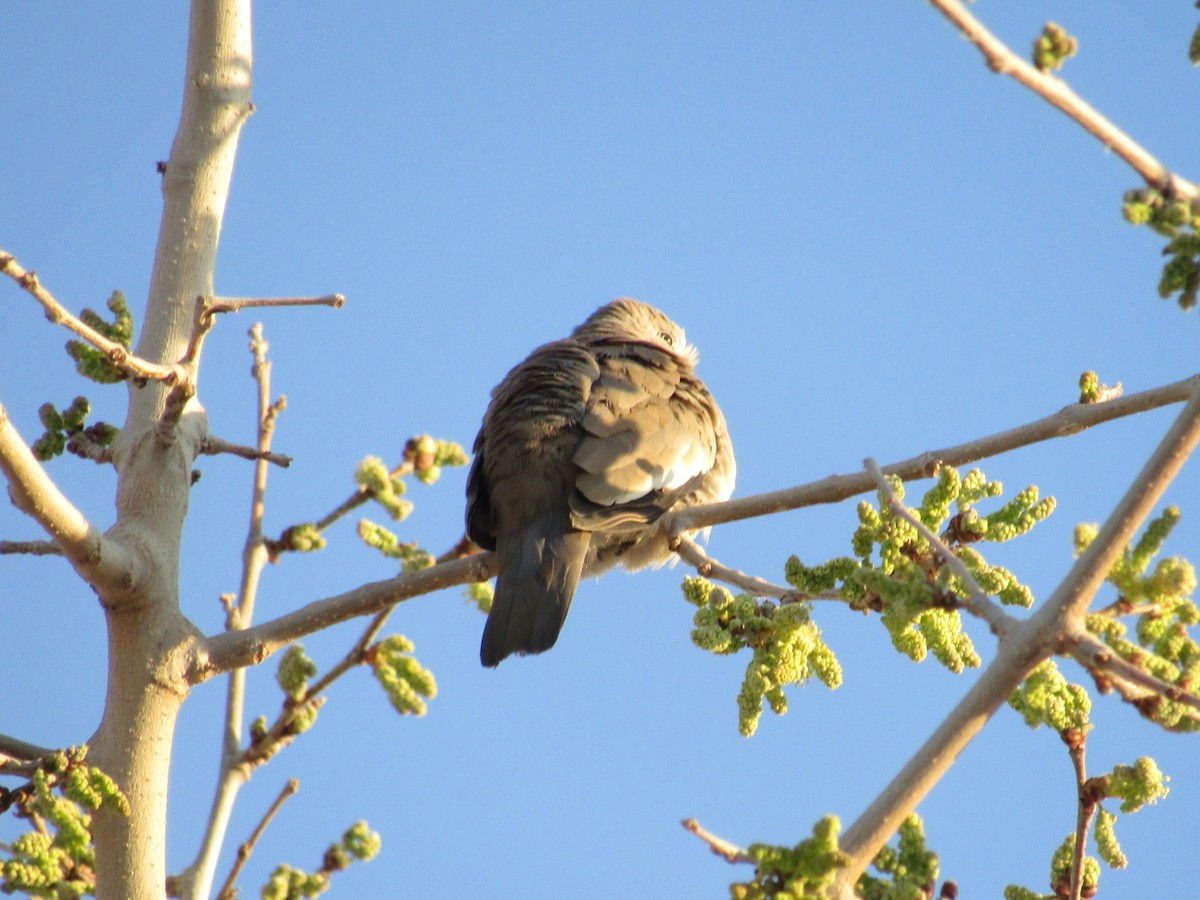 Picui Ground Dove - ML641409567