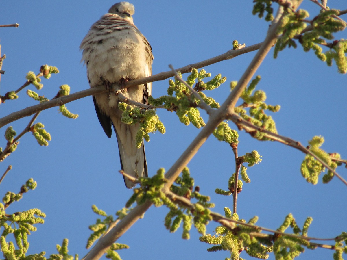 Picui Ground Dove - ML641409568