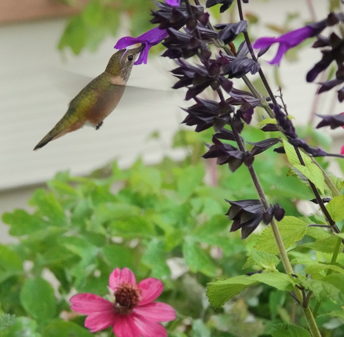 Colibrí Rufo - ML641409577