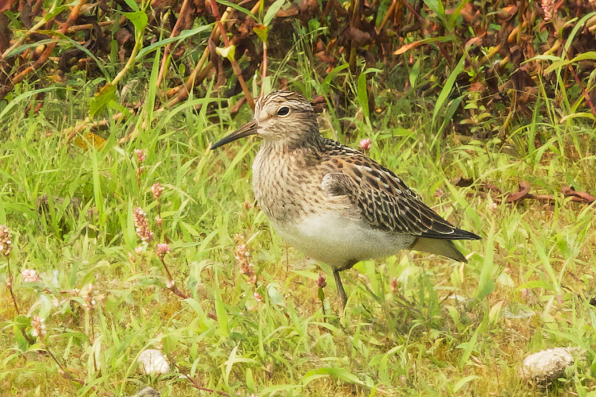 Correlimos Pectoral - ML641409601
