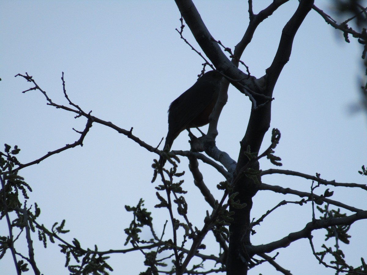 Rufous-bellied Thrush - ML641409603