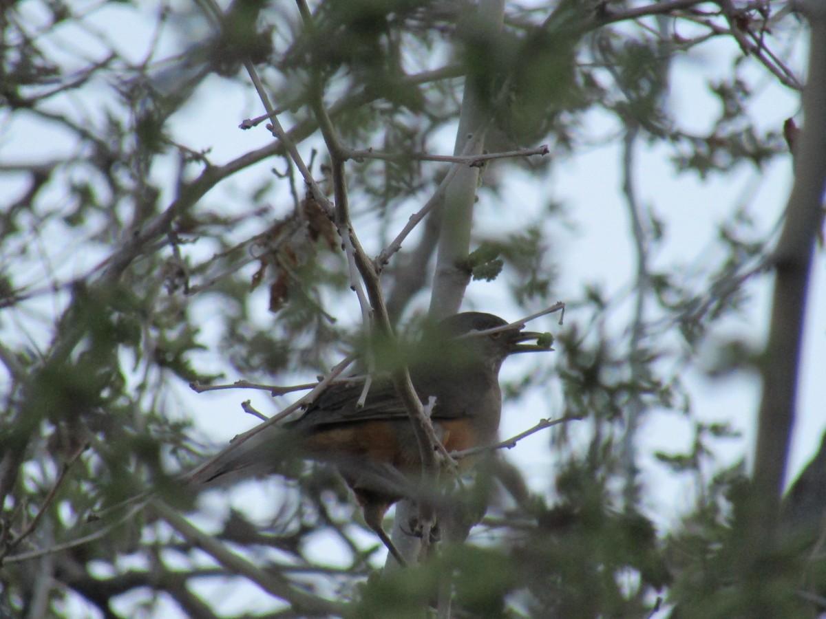 Rufous-bellied Thrush - ML641409605