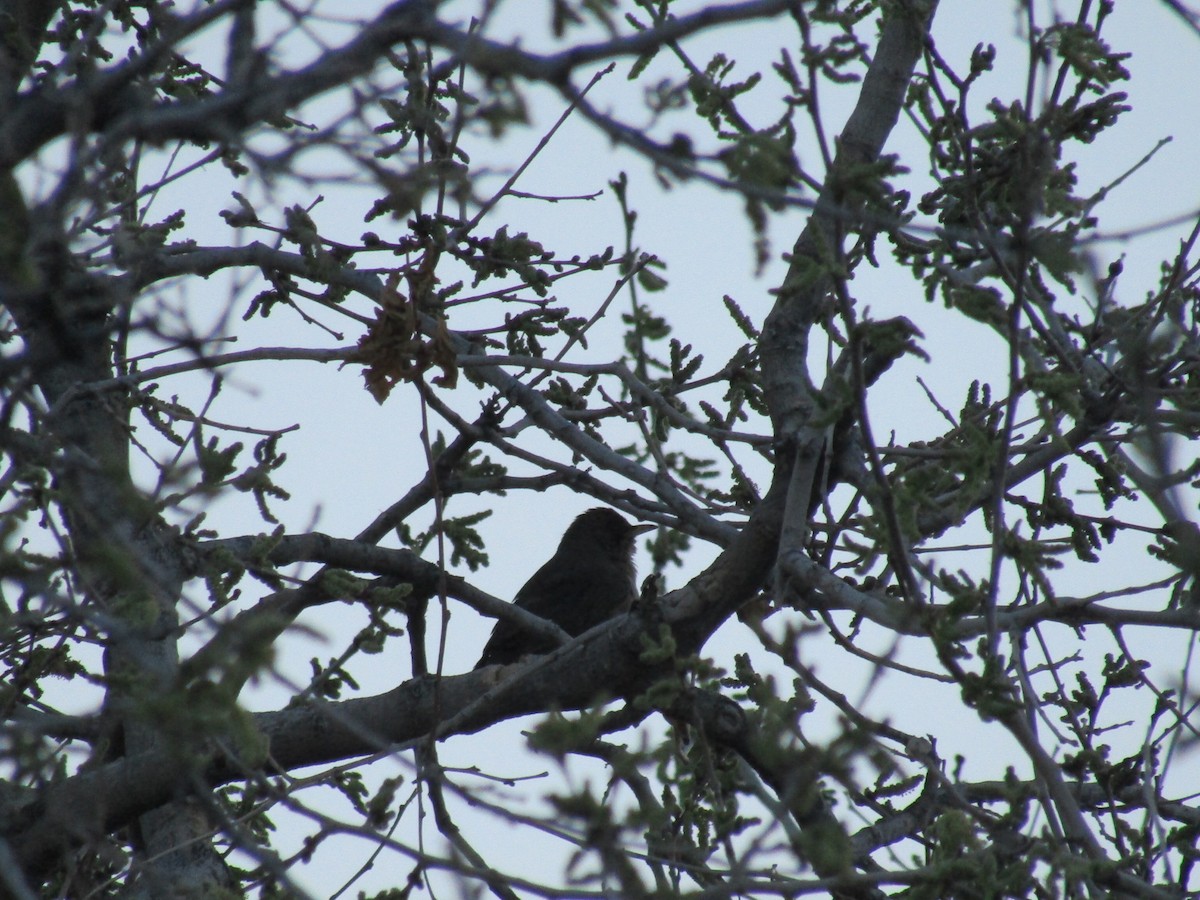 Rufous-bellied Thrush - ML641409606