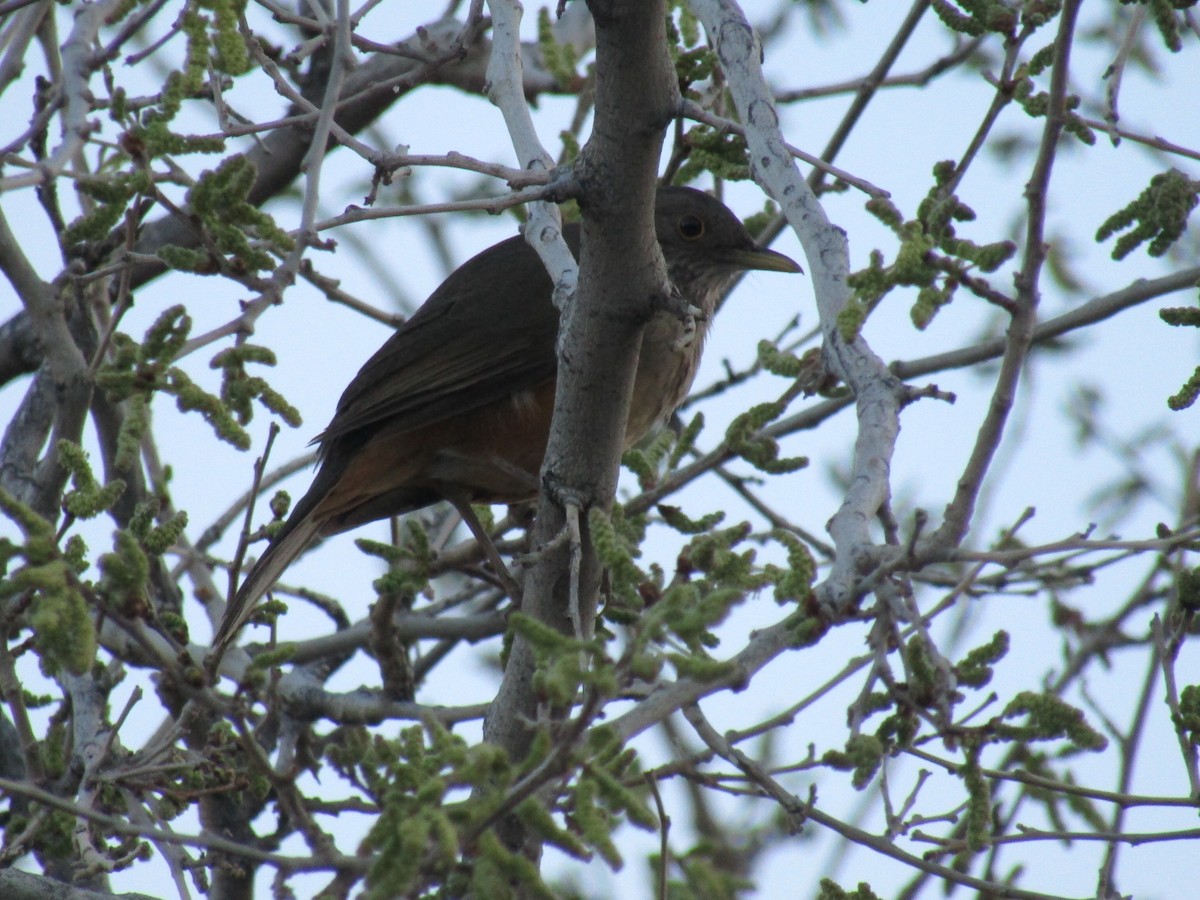 Rufous-bellied Thrush - ML641409607