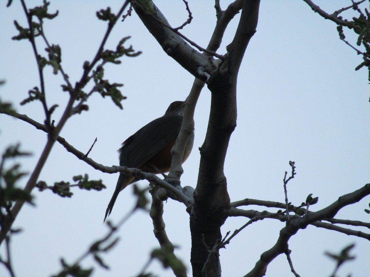 Rufous-bellied Thrush - ML641409608