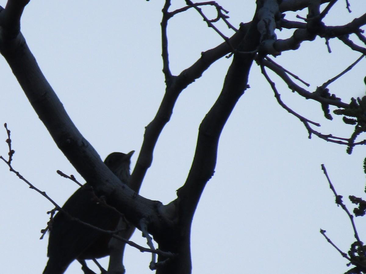 Rufous-bellied Thrush - ML641409609