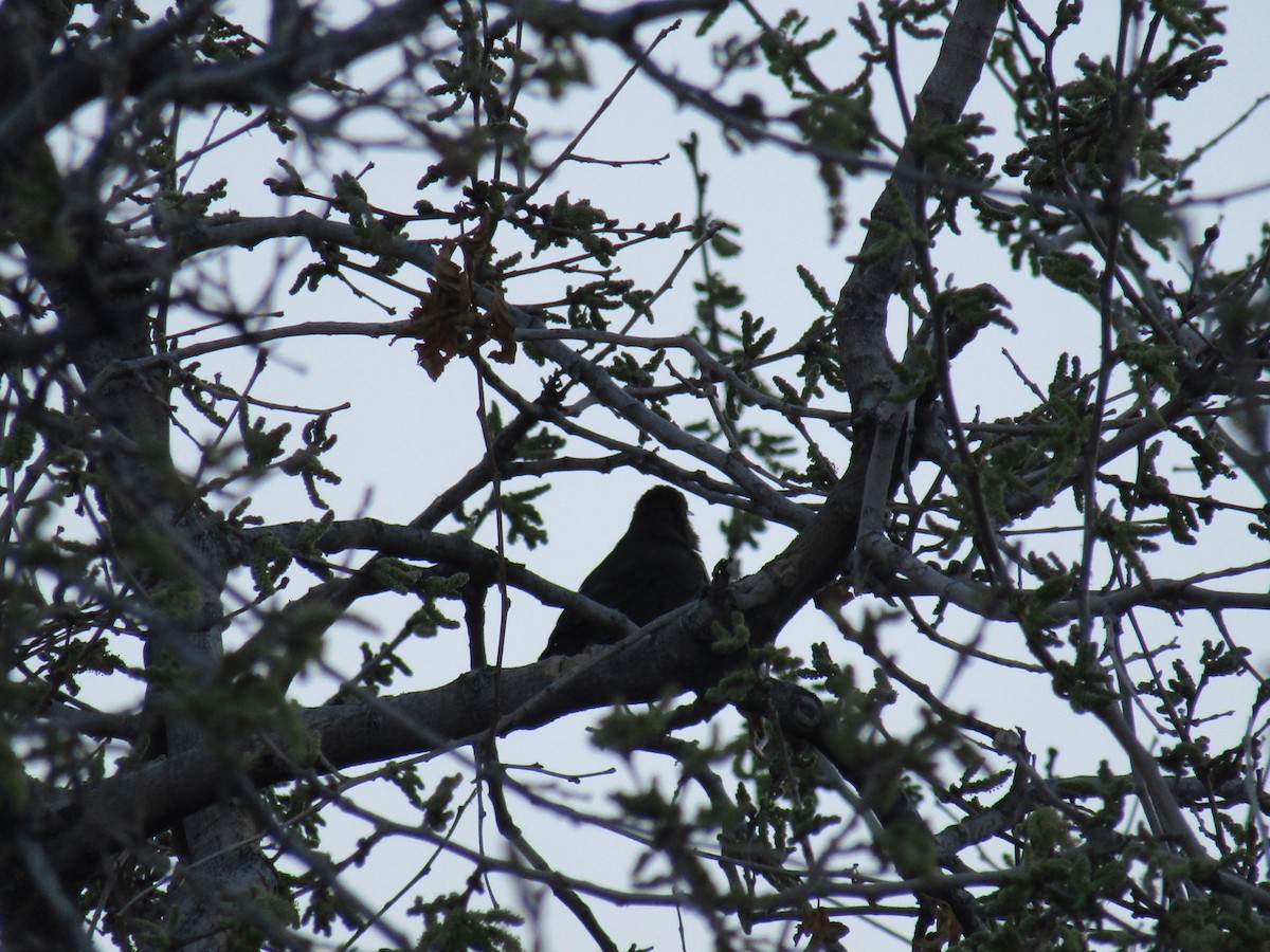 Rufous-bellied Thrush - ML641409610