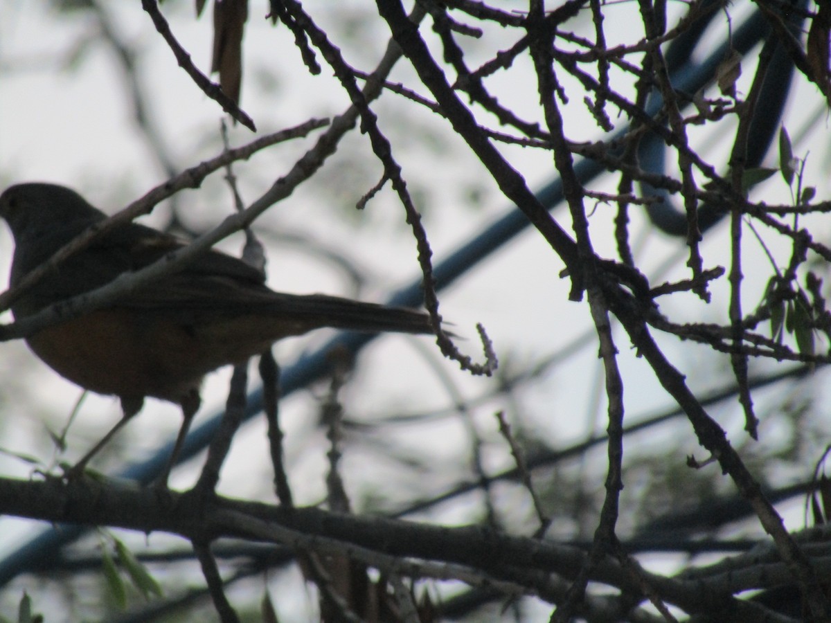Rufous-bellied Thrush - ML641409611