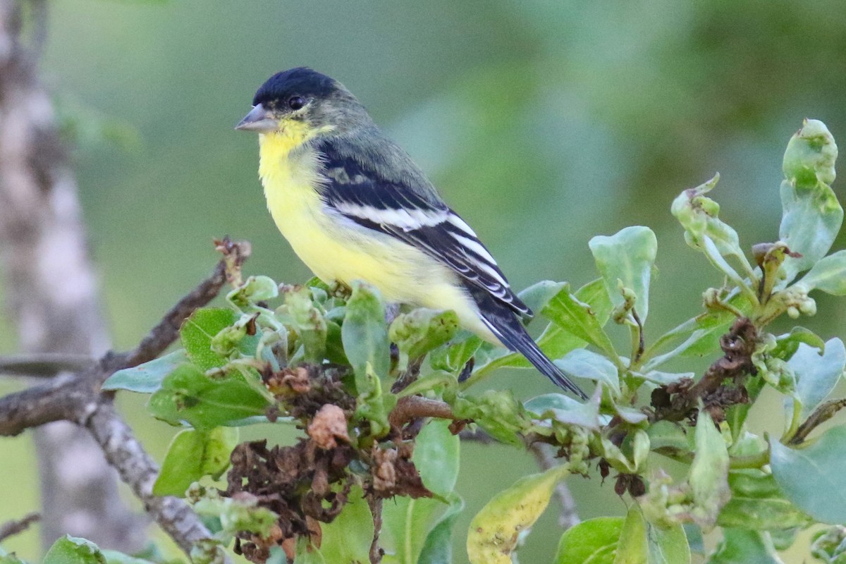 Lesser Goldfinch - ML641409625