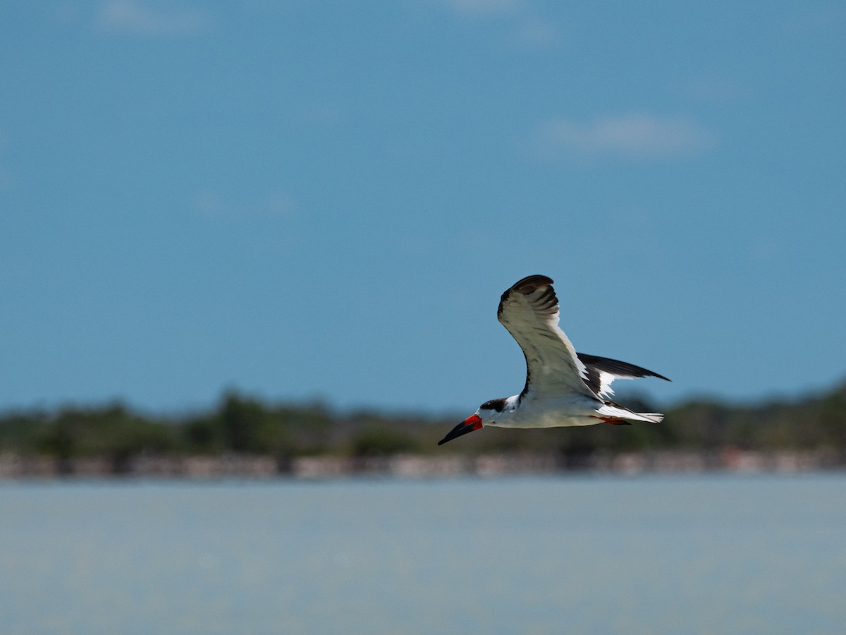 Black Skimmer - ML641409627