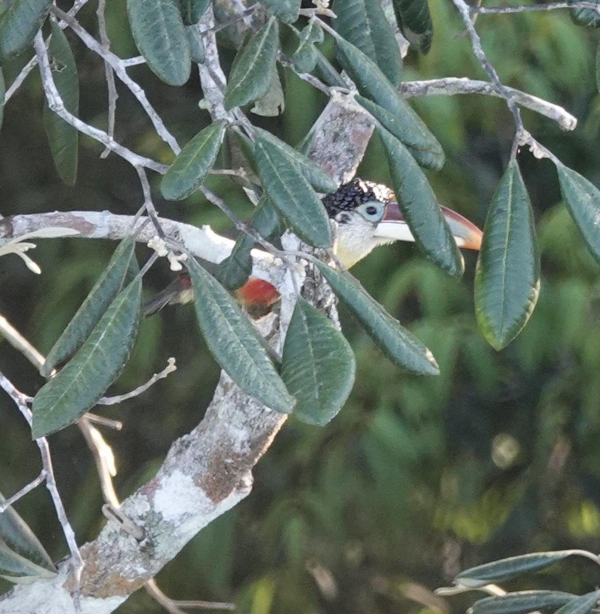 Curl-crested Aracari - ML641409634