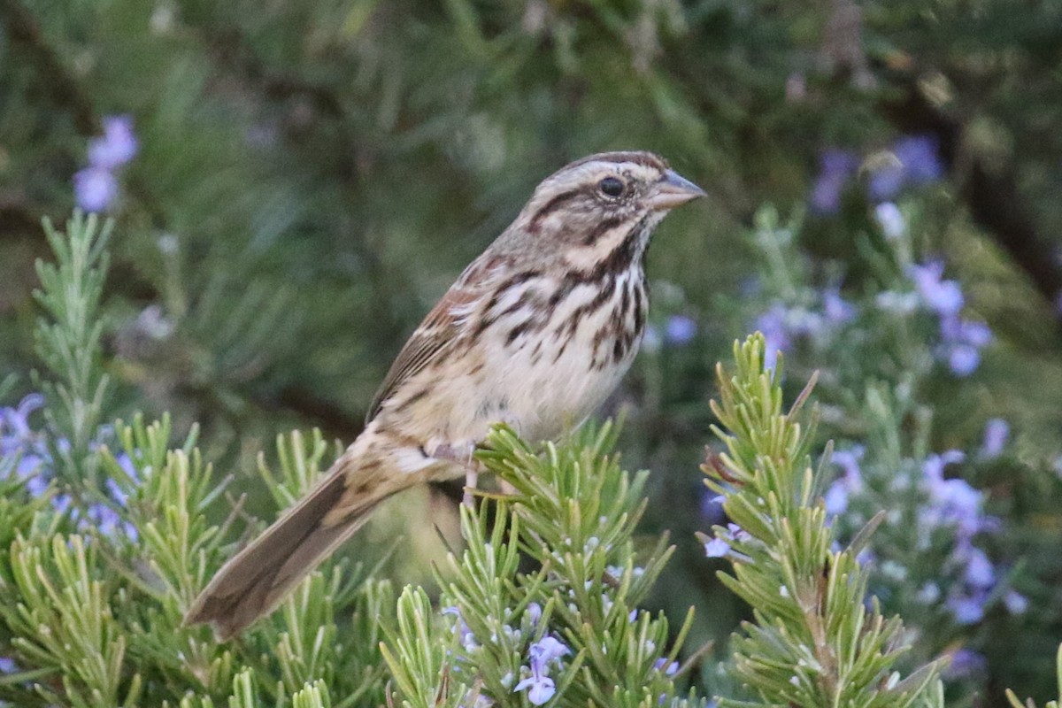 Song Sparrow (heermanni Group) - ML641409635