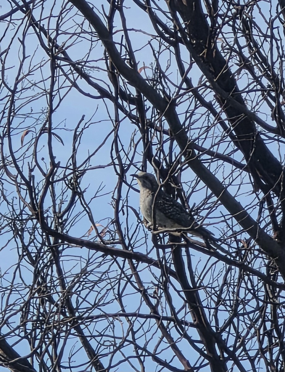 Pallid Cuckoo - ML641409638