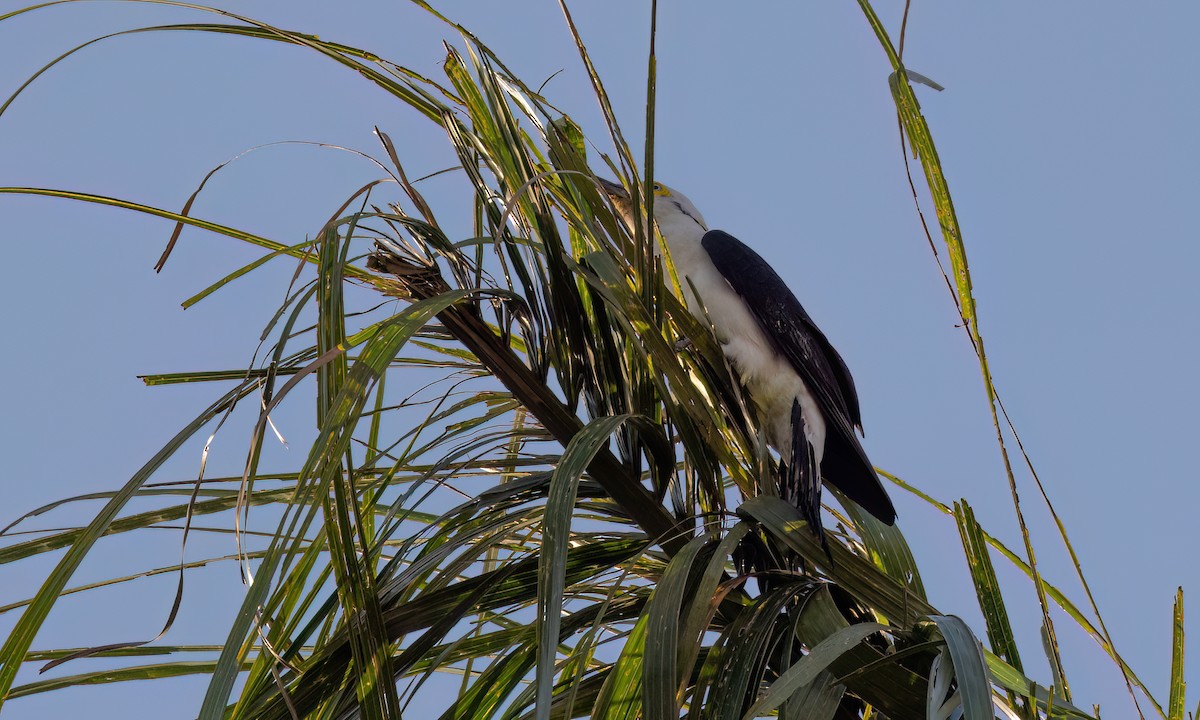 White Woodpecker - ML641409639