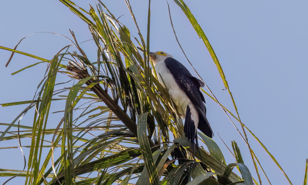 White Woodpecker - ML641409640