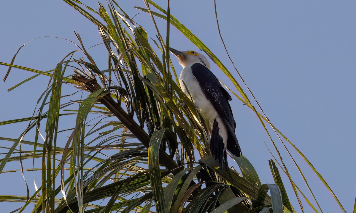 White Woodpecker - ML641409641