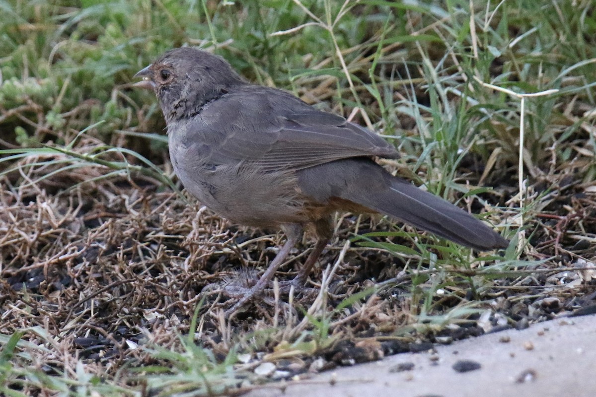 California Towhee - ML641409642