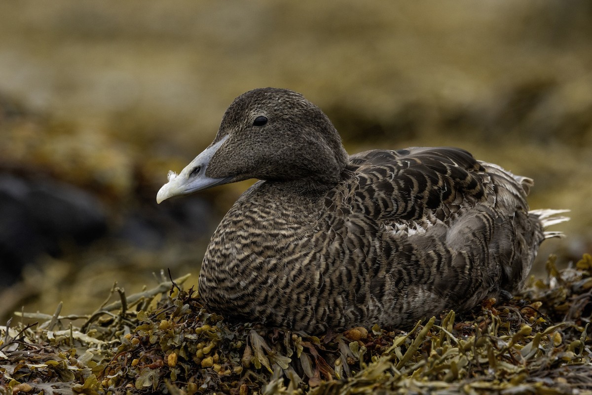 Eider arrunta - ML641409645