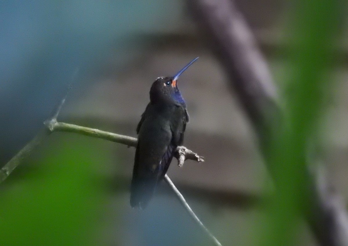 Rufous-gaped Hillstar - ML641409647