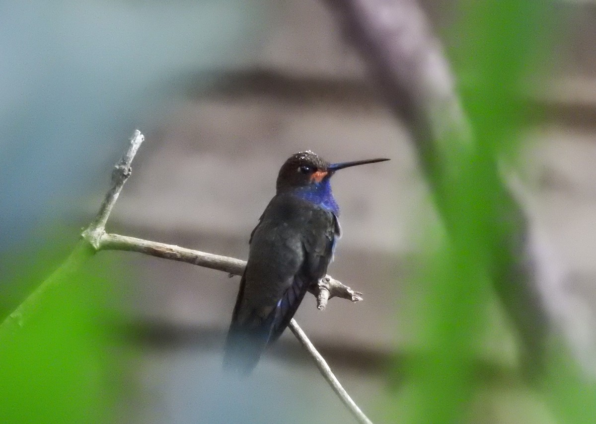 Rufous-gaped Hillstar - ML641409648