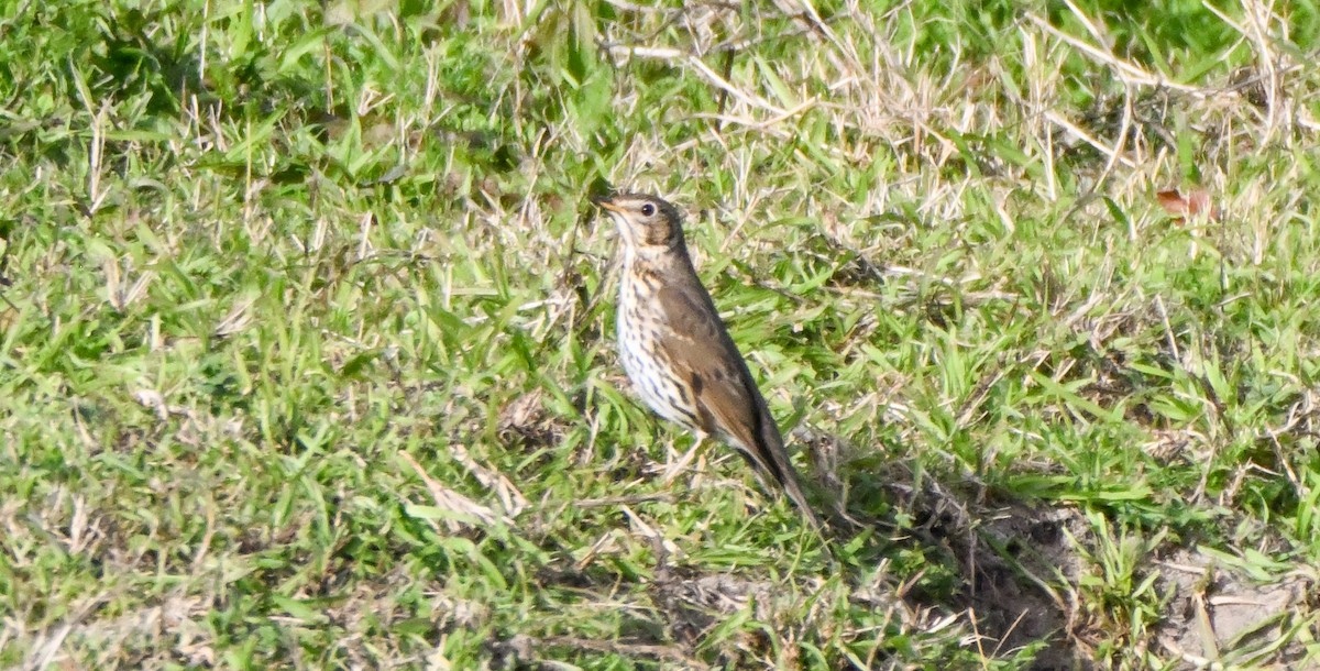 Birigarro arrunta - ML641409655