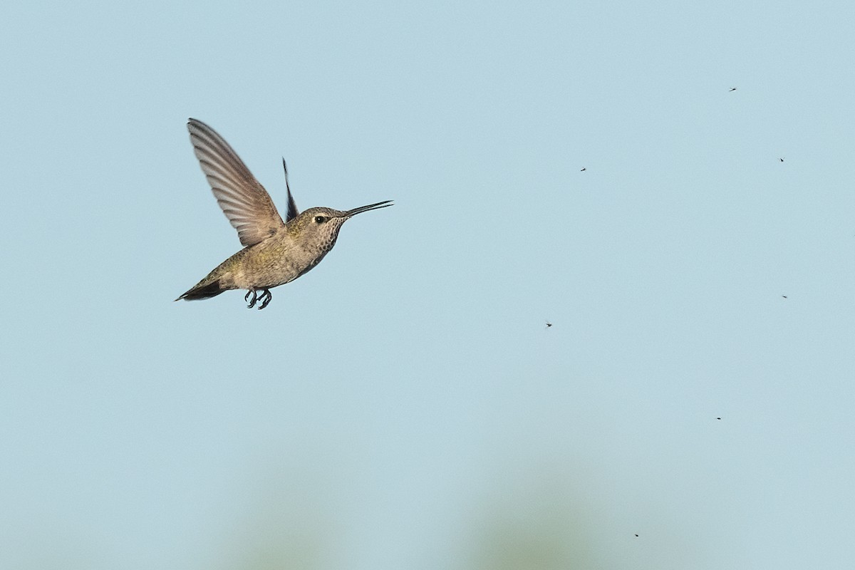 rødmaskekolibri - ML641409701