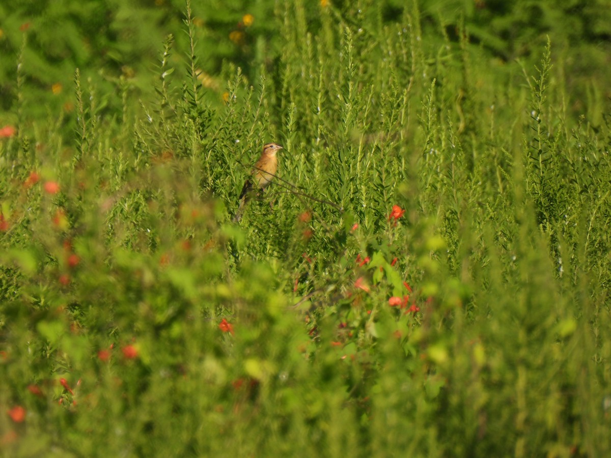Bobolink - ML641409730