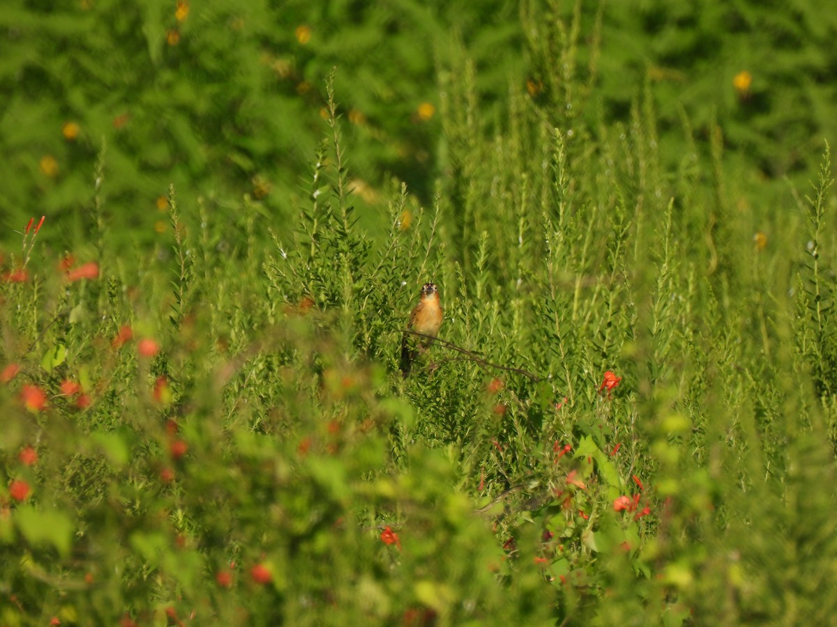 Bobolink - ML641409731