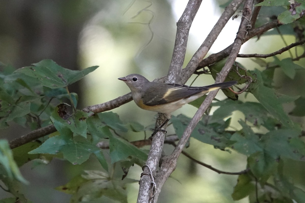 American Redstart - ML641409735