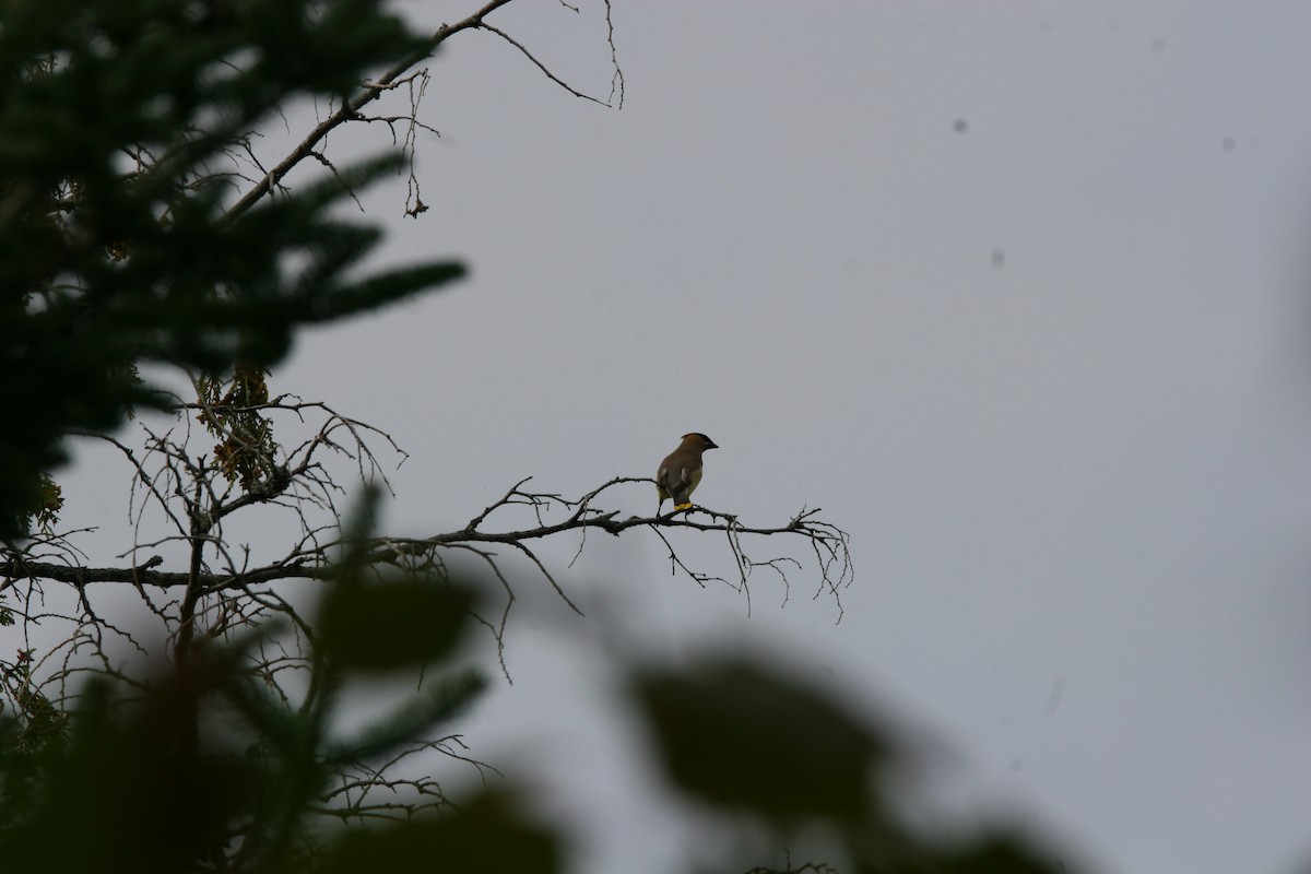 Cedar Waxwing - ML641409740