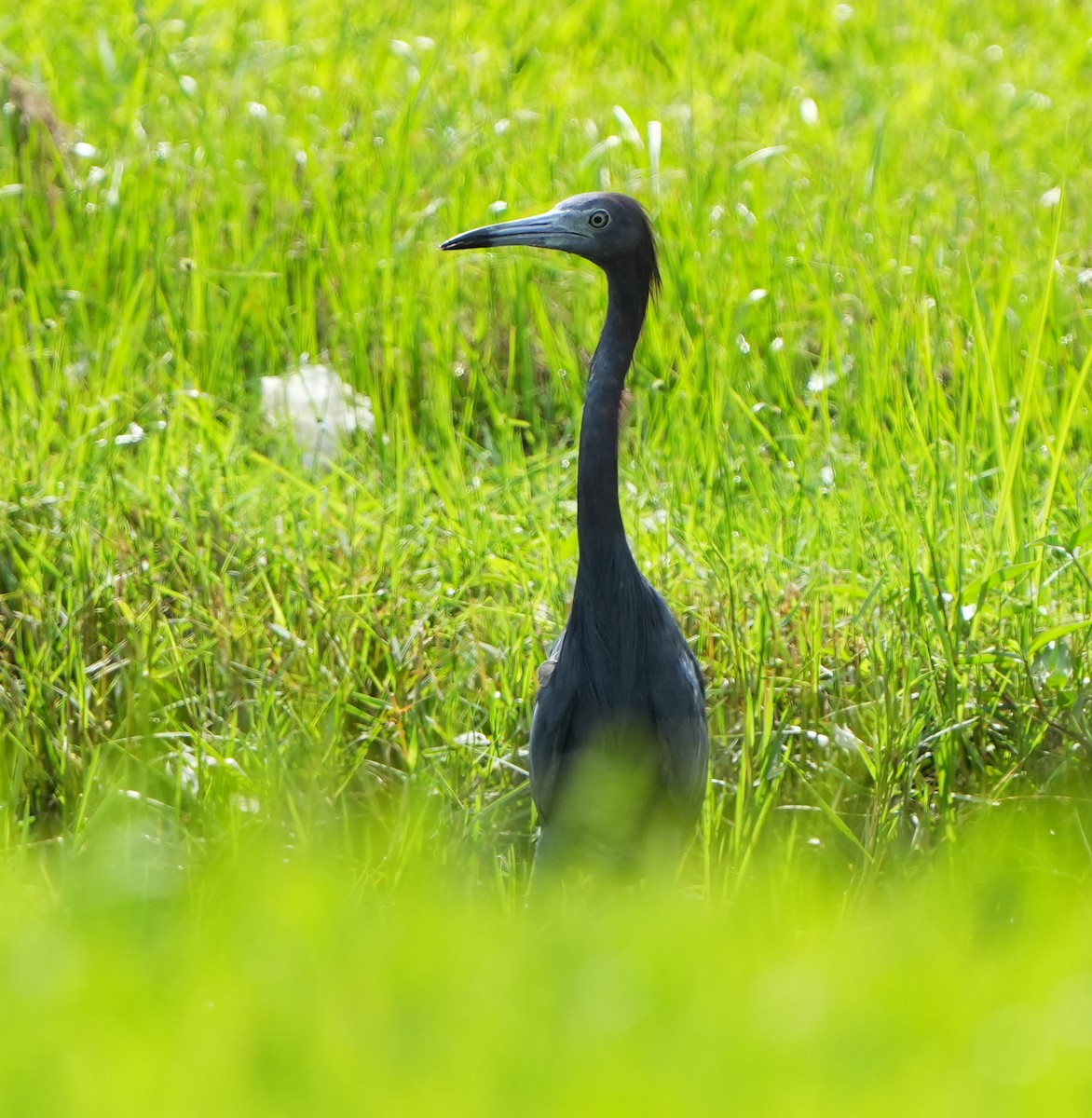 Little Blue Heron - ML641409742
