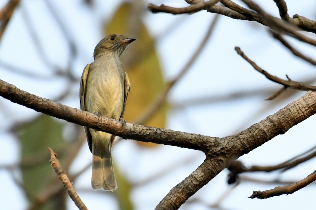 Pale-bellied Tyrant-Manakin - ML641409743