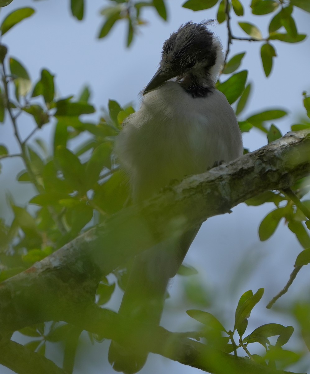Blue Jay - ML641409749